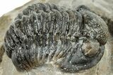 Curled Gerastos Trilobite Fossil - Morocco #271902-1